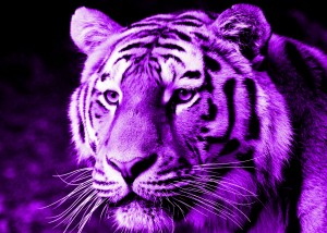 Tiger pop purple